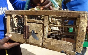 Lutte contre maltraitance animale : saisies et interpellations dans commerce illégal d'oiseaux