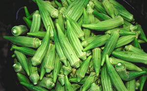 Podor : Les réformes de l'État boostent la production de la filière gombo