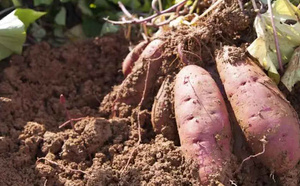 Alerte au lac de Guiers : le sel grignote les terres et fait chuter la production de patate