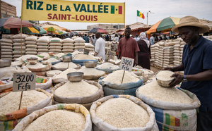 Riz local : Le gouvernement accorde une subvention de 50 FCFA par kilo aux acheteurs
