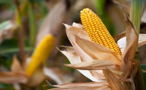Souveraineté alimentaire : Le Sénégal veut faire du maïs une filière d’excellence