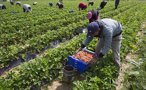 Recrutement ouvriers agricoles en Espagne 2026 : Le guide complet du BAOS