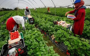 Migration circulaire 2026 : Début des auditions pour les travailleurs saisonniers en Espagne