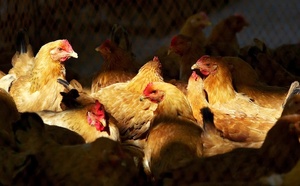 Santé : Un premier cas humain de grippe aviaire en Europe lié à un séjour au Sénégal