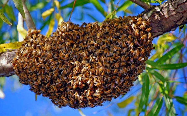 Saint-Louis : un essaim d’abeilles tue un chauffeur de la JICA.