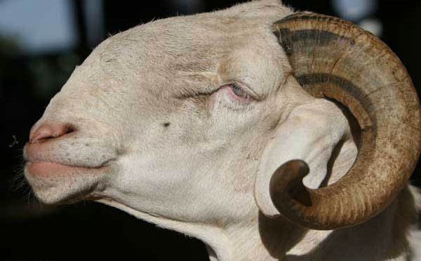 Quel mouton pour perpétuer le geste d’Abraham ? Les éclairages de l’islamologue Serigne Mokhtar Sall