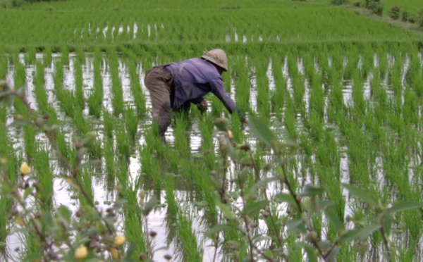 Campagne agricole 2016-2017 : 5 milliards de FCfa pour emblaver 15.600 hectares.