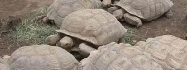 CRIMINALITE FAUNIQUE AU SENEGAL : 5 trafiquants arrêtés en possession de 213 tortues vivantes