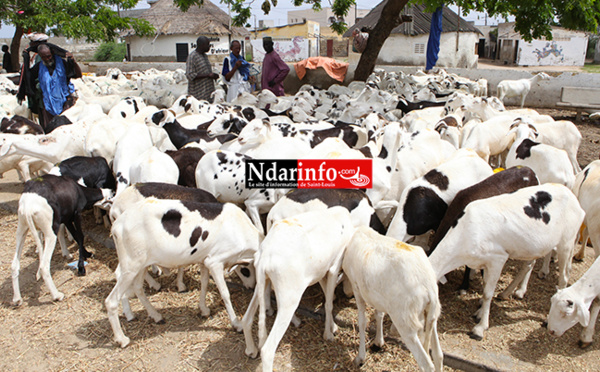 TABASKI : les moutons se font désirer à Saint-Louis (vidéo)