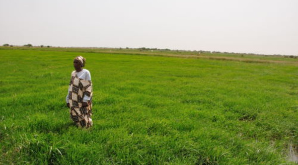Ross-Béthio : le Cenaf veut autonomiser les femmes.