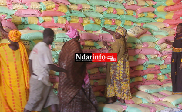 (Vidéo) D’importants stocks de riz dans la vallée : consommons local pour sauver nos braves producteurs !