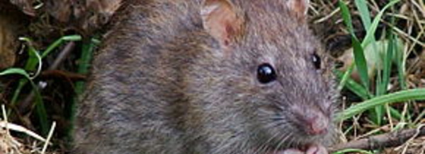 NDIAYE ET NGOMENE : des rats sabotent les rendements agricoles.