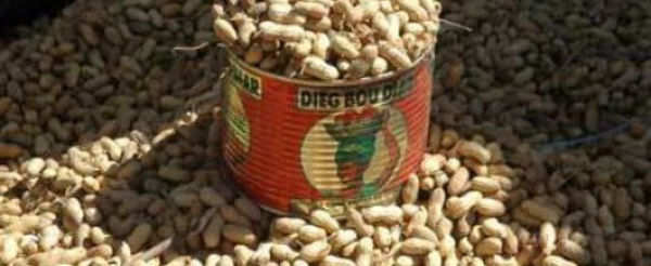 Le prix au producteur du kilogramme d’arachide fixé à 210 FCFA