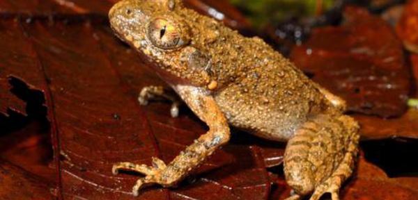 163 nouvelles espèces découvertes dans la région du Grand Mékong