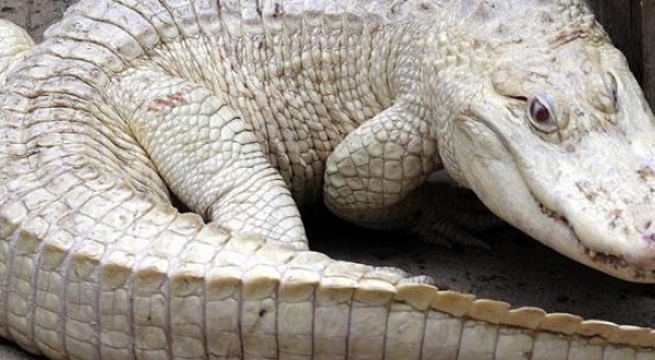 Gambie : Ils neutralisent et tuent le géant crocodile blanc de Yaya Jammeh