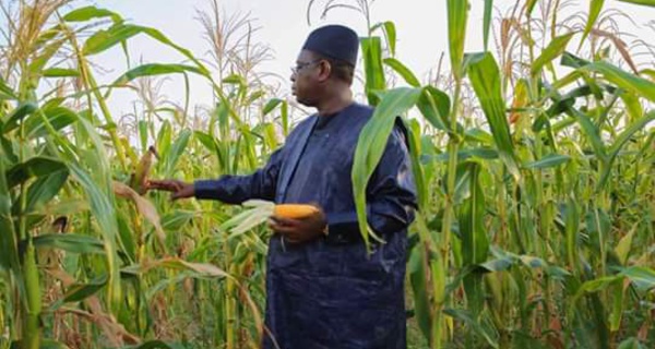 Pré-campagne : Macky reprend ses «tournées économiques»