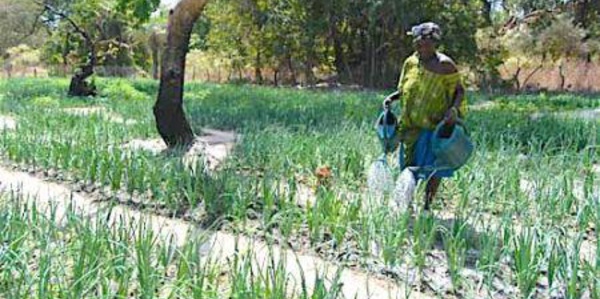 Sénégal : les femmes possèdent moins de 20% des terres agricoles, selon un rapport de la FAO