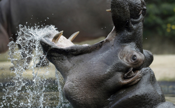 URGENT - NDIAWDOUNE : une pirogue attaquée par un hippopotame. Des fouilles en cours pour retrouver le pêcheur.