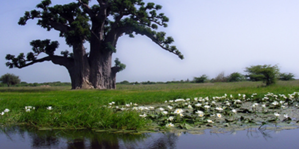 Écotourisme: A la découverte de Mboro, surnommée " le grenier à légumes"