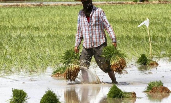 La vente du riz paddy, le défi à relever