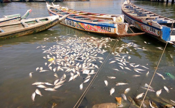Poissons sur les berges : il faut sanctionner les auteurs de cette indiscipline.