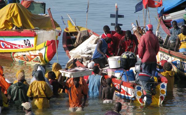 Pêche : d’importantes captures de sardinelles enregistrées à Saint-Louis, au premier trimestre 2017