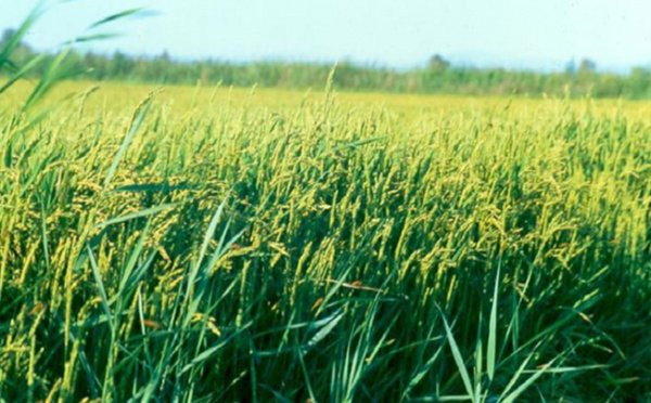 Gouvernance de la filière riz : Les bons points du projet Veco dans l’Anambé et à Podor