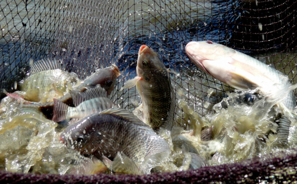 Saint-Louis : 30 producteurs à l’école des technologies de production d’alevins mâles de tilapia