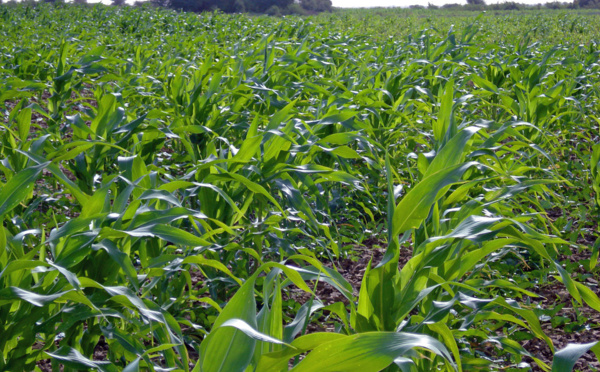 Campagne agricole dans la vallée : Pause pluviométrique de 40 jours, le riz au stade épiaison