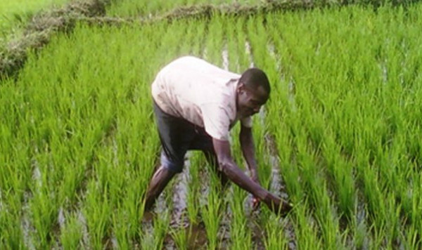 Autosuffisance en riz : les producteurs de Saint-Louis veulent un maintien de la cadence