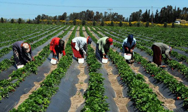 Regard sur l’expérience du Programme des domaines agricoles communautaires au Sénégal