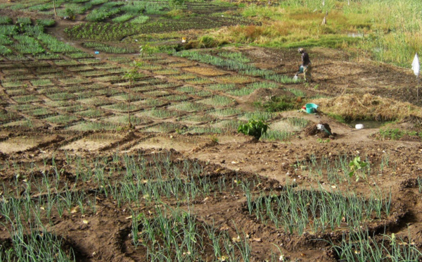 Dagana : Les producteurs réclament de bonnes semences