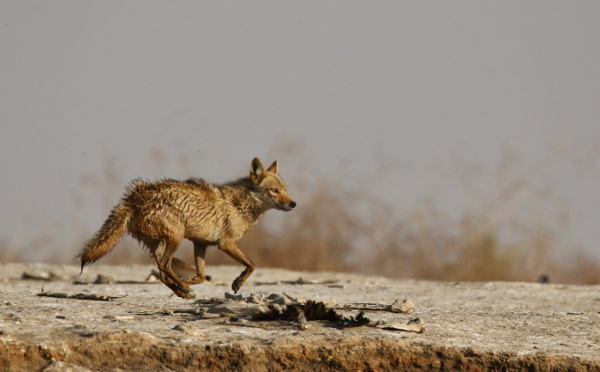 Kébémer : un chasseur de chacals se donne la mort après s’être tiré une balle dans le ventre