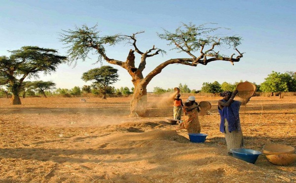 Sénégal : des femmes devenues autonomes grâce à l'agriculture