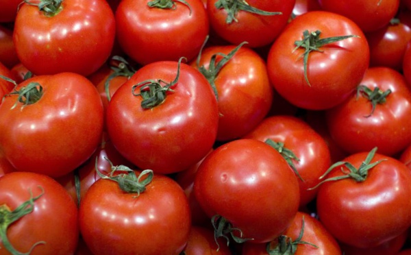 Saint-Louis : Ouverture d'une usine de production de tomates en octobre