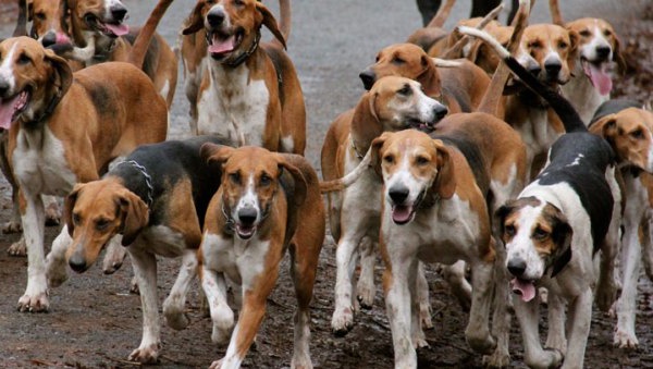 Insécurité : des chiens errants sèment la peur à Saint-Louis