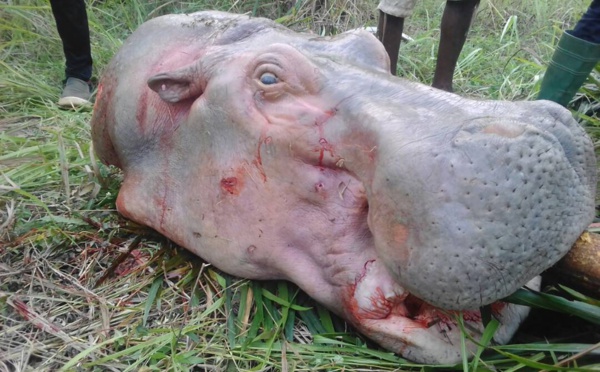 Chasse illicite aux hippopotames avec arme à feu : deux braconniers béninois déférés en prison