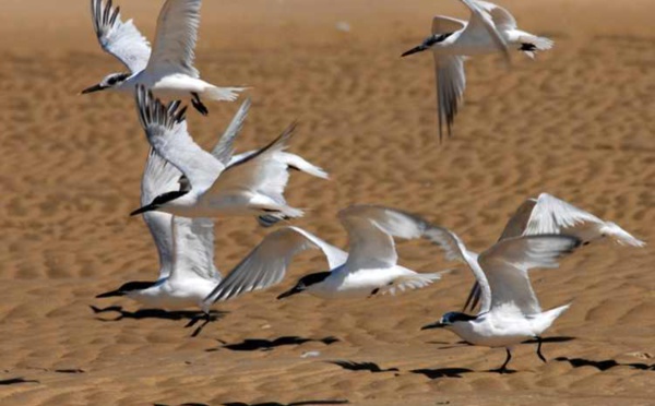 Mauritanie : création d’un Festival international sur le patrimoine d’une réserve côtière