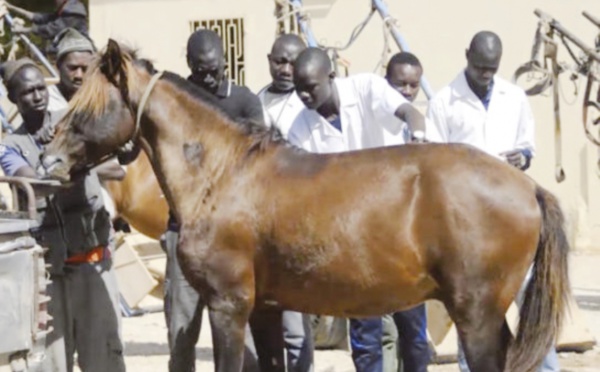 Commune de Saint-louis : Le défi du déparasitage des animaux domestiques