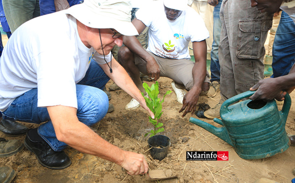 Compagnie Sucrière Sénégalaise : 300 plants d’anacardiers plantés dans la zone de la « grande mare » (vidéo)