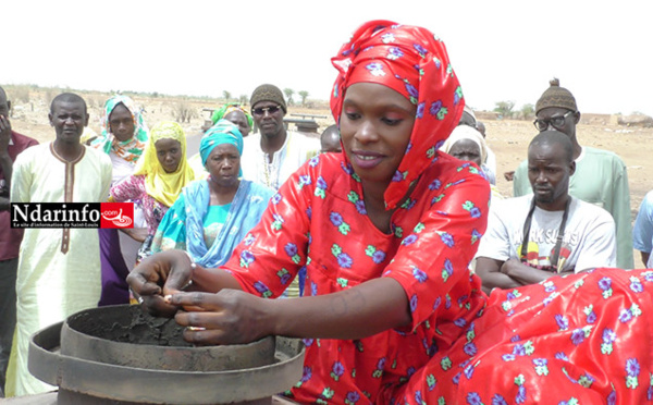 ​Sénégal : Le typha chauffe les marmites dans le Walo