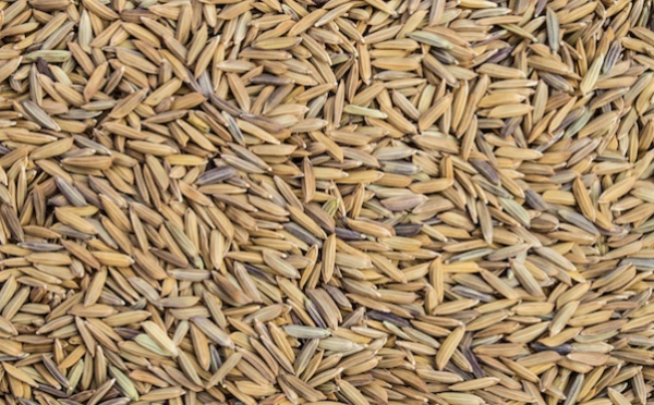 Le prix du riz paddy fixé à 130 FCFA le kilo