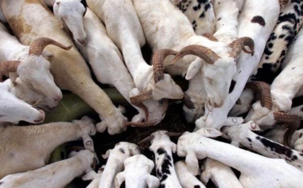 Tabaski 2018 : Risque de hausse des prix du mouton