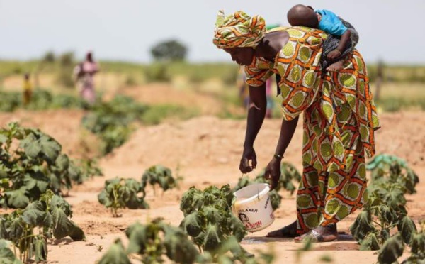 Riposte contre l’insécurité alimentaire : le Sénégal peine à trouver 1 milliard pour son plan d’urgence