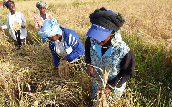 Richard-Toll : la directrice d'ONU Femmes salue le 'dynamisme' des productrices de riz