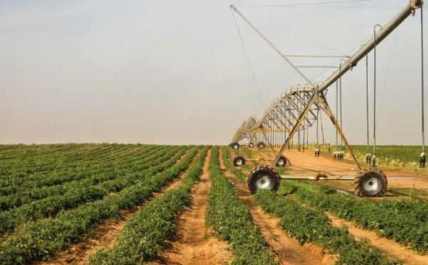 Investissement dans le secteur agricole : Des acteurs relèvent des disparités
