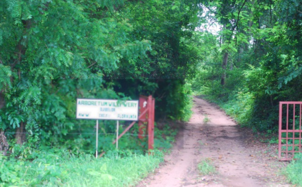 Casamance: Quatre exploitants forestiers portés disparus