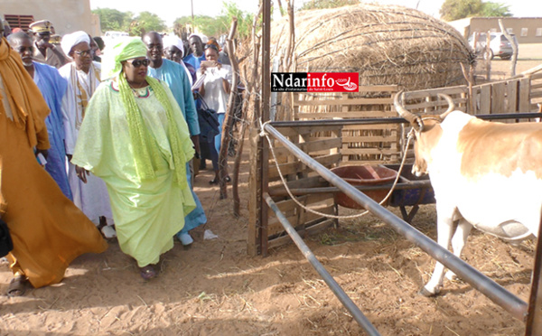 TVA SUR LE LAIT – MINI-FERMES LAITIÈRES DE LA LDB : Aminata Mbengue NDIAYE apprécie les grands enjeux de son secteur à DAGANA (vidéo)