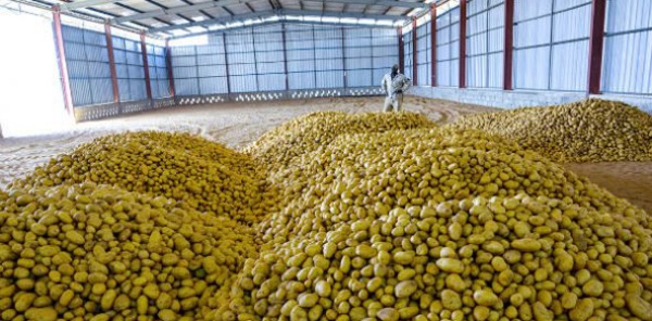 MBANE : l'Etat invite Senegindia à couvrir dès dimanche les besoins du marché en pomme de terre