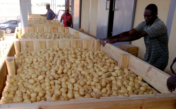 Il n’y a pas de pénurie de pomme de terre au Sénégal, assure le directeur de l’ARM